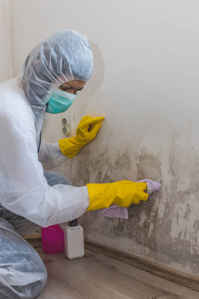 Best Asbestos and Lead Testing During Mold Inspection  in Elim, PA