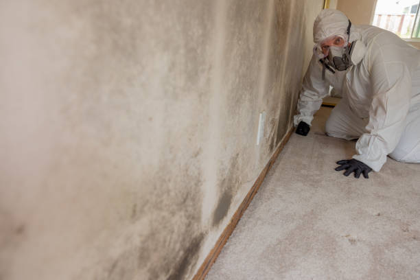 Best Air Quality Testing for Mold Spores  in Elim, PA